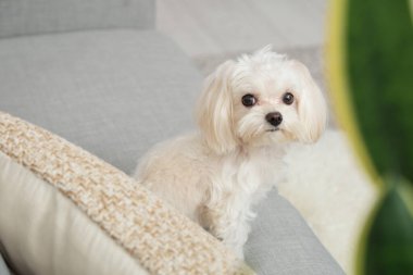 Evdeki kanepede tatlı bir Malta köpeği.