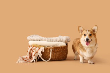 Bej arka planda ekoseli şirin Corgi köpek ve sepeti.