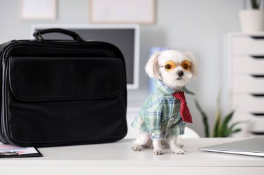 Ofisinde evrak çantası olan bir Malta köpeği.