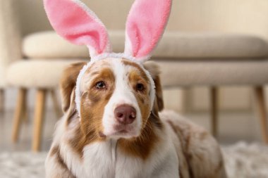 Evdeki tavşan kulaklı şirin Avustralya çoban köpeği, yakın plan. Paskalya kutlaması