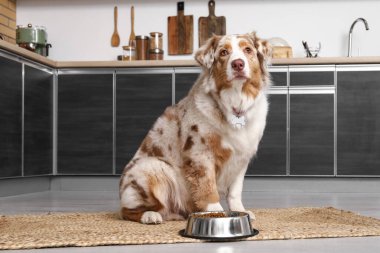 Tatlı Avustralya çoban köpeği mutfakta bir kase kuru yemekle oturuyor.