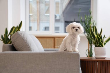 Evdeki kanepede tatlı bir Malta köpeği.