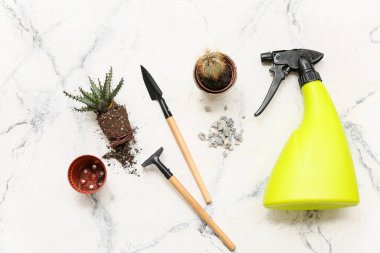 Bitkiler turba kaplarından naklediliyor ve arka plandaki bahçe aletlerinden. Üst görünüm