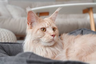 Sevimli bej rengi Maine Rakun kedisi. Evcil hayvan yatağında yatıyor, yakın plan.