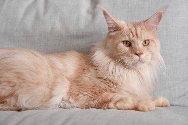 Evdeki gri kanepede yatan sevimli bej renkli Maine Rakunu kedisi.