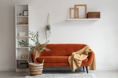 Kareli kanepe, raf ünitesi ve oturma odasında dekoratif zeytin ağacı.