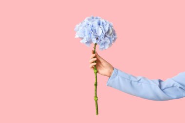 Pembe arka planda güzel ortancaları olan bir kadın.