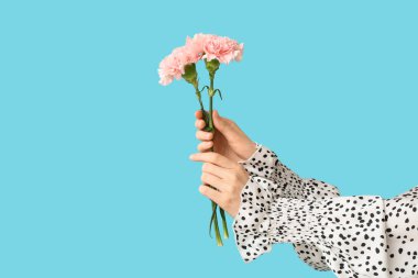 Mavi arka planda güzel karanfilleri olan kadın elleri.