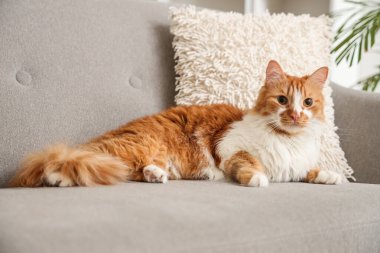 Evdeki kanepede yatan sevimli kedi.