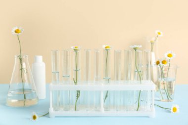 Test tüpleri ve papatya çiçekleri bej duvarın yanındaki mavi masada, yakın plan.