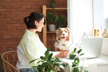 Şirin Avustralya çoban köpeği, dizüstü bilgisayarı ve tablet bilgisayarı evde oturuyor.