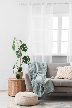 Gri kanepe ve Monstera bitkisi olan oturma odasının içinde.