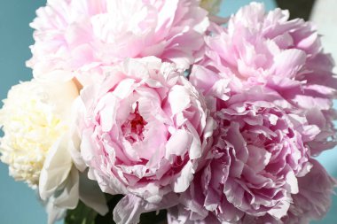 Mavi arka planda güzel şakayık çiçekleri, yakın plan