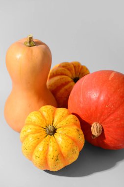 Gri arka planda farklı taze balkabakları