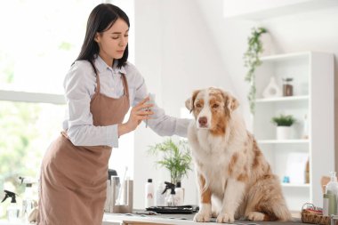 Avustralyalı çoban köpeğini kuaförde fırçalayan kadın tımarcı.