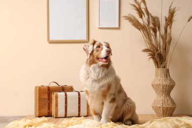 Oturma odasındaki bej duvarın yanında farklı dekorları olan şirin bir Avustralya çoban köpeği.