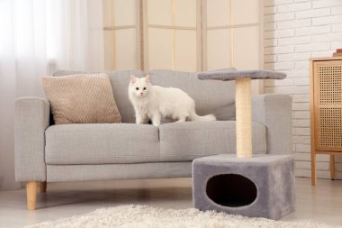 Evdeki tırmalama direğinin yanındaki kanepede oturan sevimli beyaz kedi.