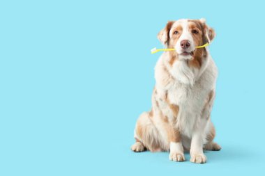 Mavi arka planda ağzında diş fırçası olan sevimli bir köpek.