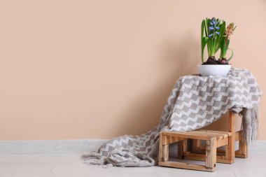 Güzel sümbül bitkileri kasede, merdivende battaniyeyle bej duvarın yanında.