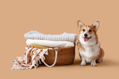 Bej arka planda ekoseli şirin Corgi köpek ve sepeti.