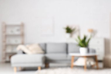 Oturma odasında kanepe, masa ve sansevieria çiçekleri, bulanık manzaralı.