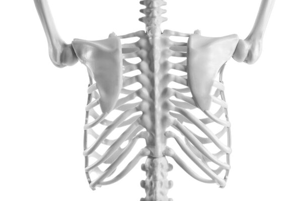 Позвоночник, ребра и лопатки человеческого скелета изолированы на белом фоне, вид сзади
