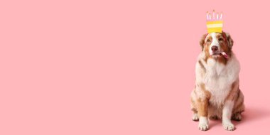 Doğum günü pastası şeklinde saç bandı takan sevimli bir köpek. Arka planda pembe ve mesaj için yeri var.