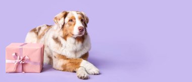 Leylak arkaplanda doğum gününü kutlayan hediye kutulu şirin Avustralya çoban köpeği.