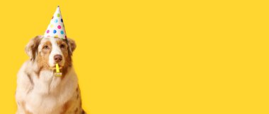 Sarı arka planda doğum gününü ıslıkla kutlayan parti şapkalı şirin Avustralya çoban köpeği.