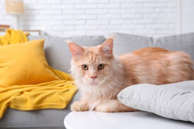 Oturma odasındaki masada oturan sevimli Maine Rakunu kedisi.