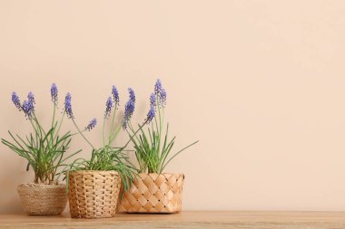Renk duvarının yanındaki ahşap masada güzel Muscari çiçekleri olan hasır kaplar.