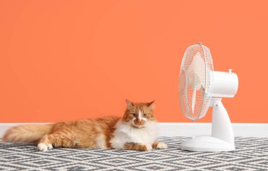 Turuncu duvara karşı komik kedi ve elektrikli vantilatör