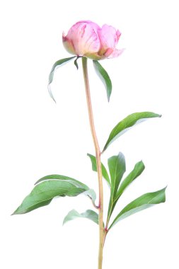 Beyaz arka planda izole edilmiş güzel pembe şakayık çiçeği.