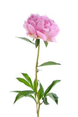 Güzel pembe şakayık çiçeği beyaz arka planda izole edilmiş, yakın plan.