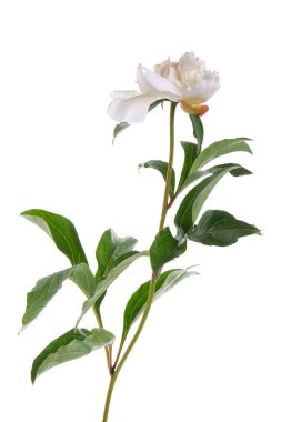 Beyaz arka plan üzerinde izole güzel beyaz Şakayık çiçeği