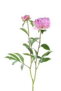 Beyaz arka planda izole edilmiş güzel taze şakayık çiçekleri, yakın plan.