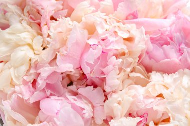 Arka plan olarak güzel pembe şakayık çiçekleri, yakın plan