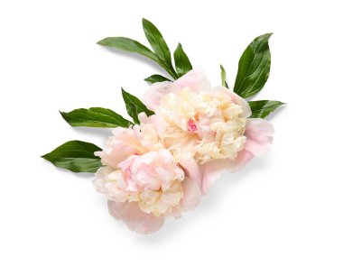 Güzel pembe şakayık çiçekleri ve yeşil yapraklı kompozisyon beyaz arka planda izole, yakın plan