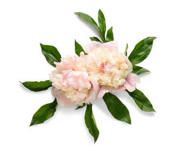Güzel pembe şakayık çiçekleri ve yeşil yapraklı kompozisyon beyaz arka planda izole, yakın plan