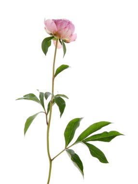 Beyaz arkaplanda izole edilmiş pembe şakayık çiçeği