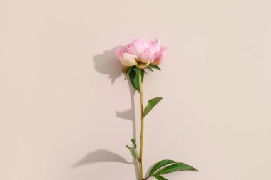 güzel Şakayık Çiçeği pembe bir arka plan üzerinde