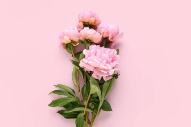 Pembe arka planda güzel şakayık çiçekleri.