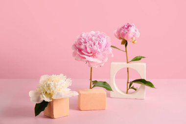 Güzel şakayık çiçekleri ve alçı pembe arka planda duruyor, yakın plan.