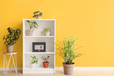 Ev bitkilerinin olduğu raf ünitesi ve sarı duvarın yanındaki kasa.