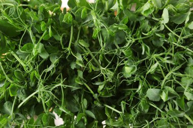 Arka plan olarak taze bezelye mikro yeşil, yakın plan