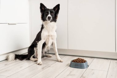 Tatlı Border Collie köpeği mutfakta kuru yemekle kasenin yanında oturuyor.