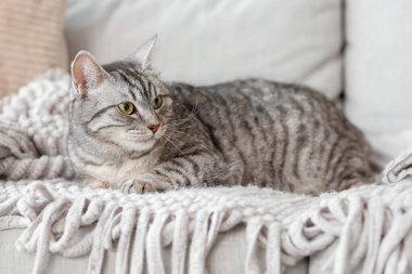 Gri çizgili kedi kanepede yatıyor.