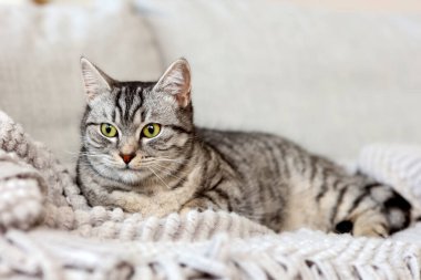 Gri çizgili kedi kanepede yatıyor.