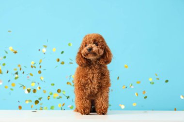 Şirin oyuncak köpek ve mavi arka planda konfeti.