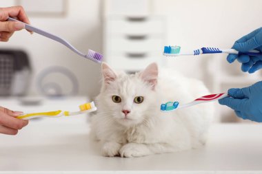 Şirin beyaz kedi ve veteriner elleri ve veteriner kliniğinde farklı diş fırçaları var. Hayvan Diş Sağlığı Ayı
